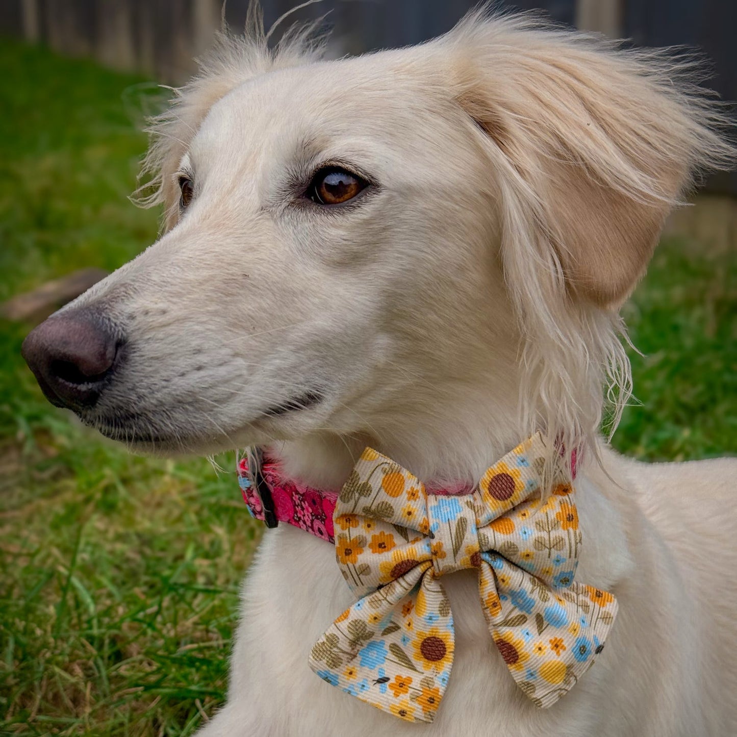 Golden Paws Bow