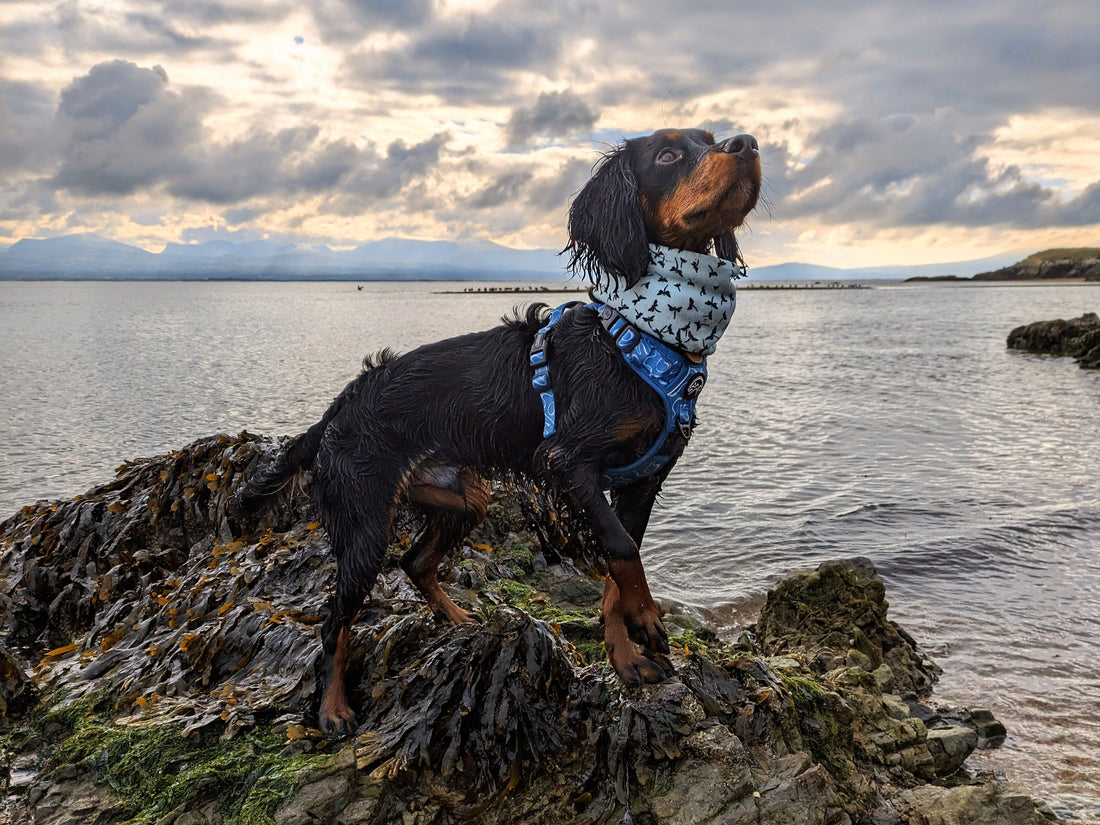 The Best Dog Walks in Anglesey