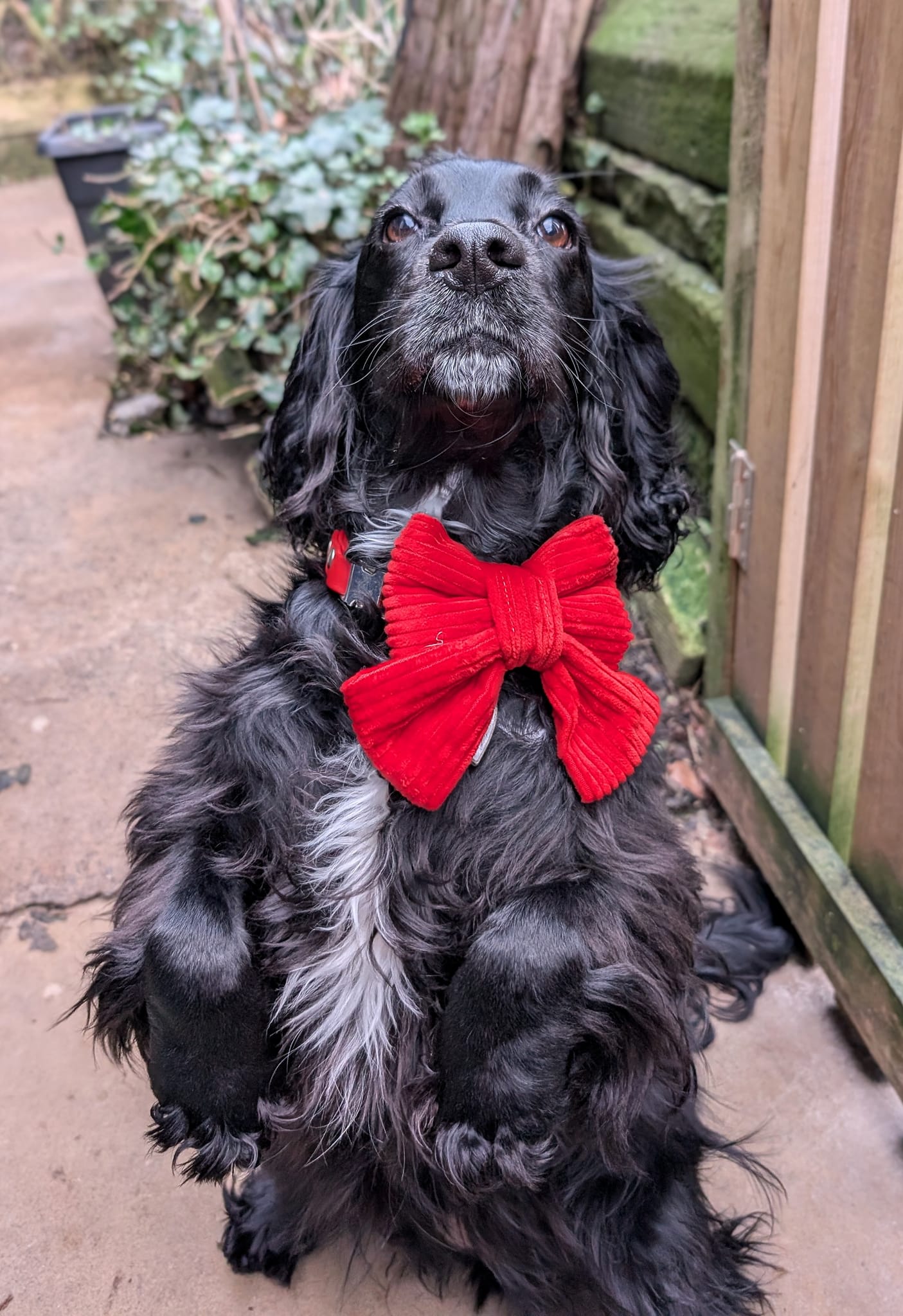 Be Mine Bow