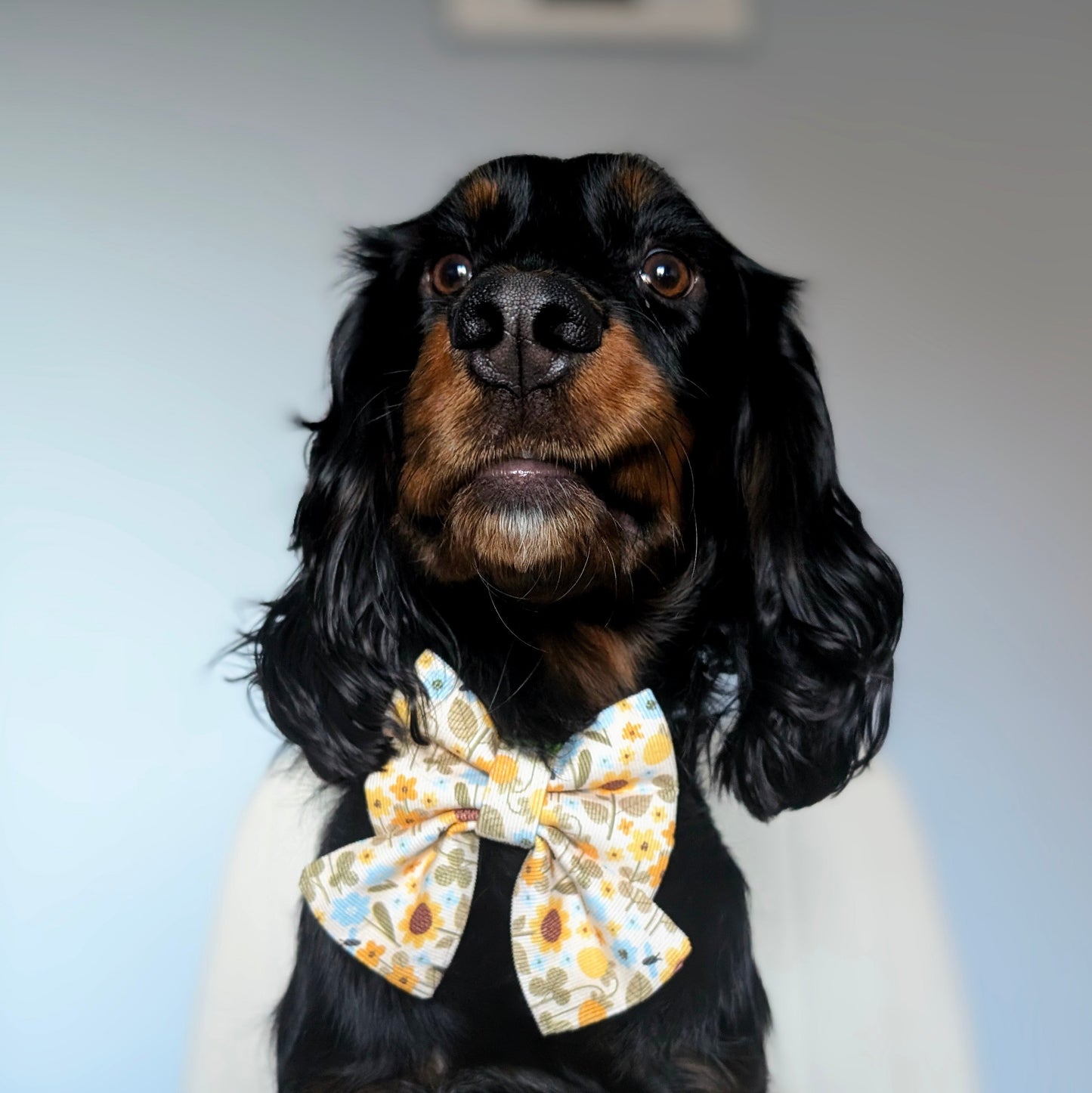 Golden Paws Bow